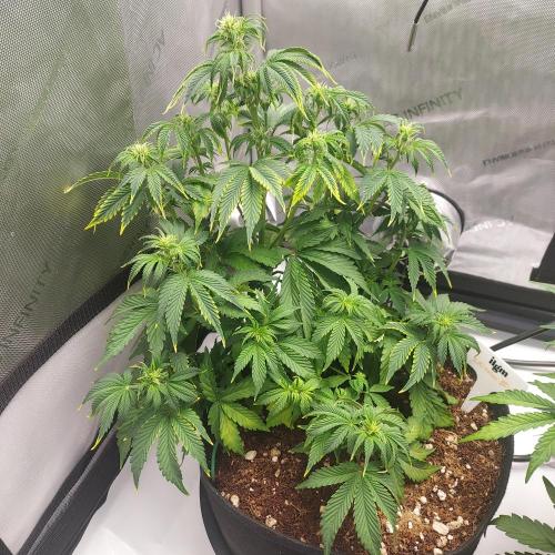 Zkittlez (#2) - Double the Rainbow. Week 5 - Week 6 - Day 36: In Recovery, But Strong
