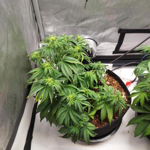 Zkittlez (#2) - Double the Rainbow. Week 5 - Week 5 - Day 35: Recovery