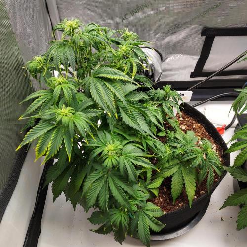 Zkittlez (#2) - Double the Rainbow. Week 5 - Week 5 - Day 35: Recovery