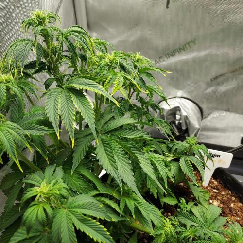 Zkittlez (#2) - Double the Rainbow. Week 5 - Week 5 - Day 35: Recovery