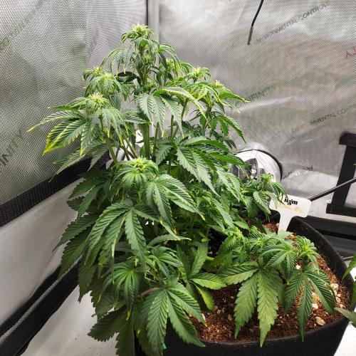 Zkittlez (#2) - Double the Rainbow. Week 5 - Week 5 - Day 35: Recovery