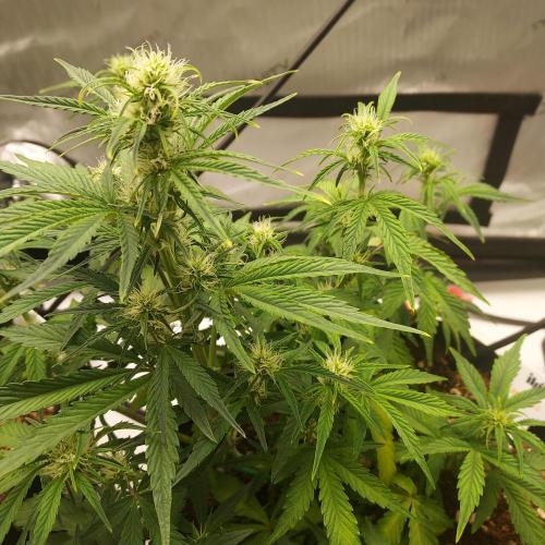 Zkittlez (#1) Auto - Taste the Rainbow. Week 5 - Week 6 - Day 36: Perky!