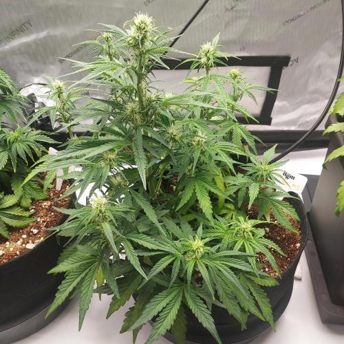 Zkittlez (#1) Auto - Taste the Rainbow. Week 5 - Week 6 - Day 36: Strong and Ready