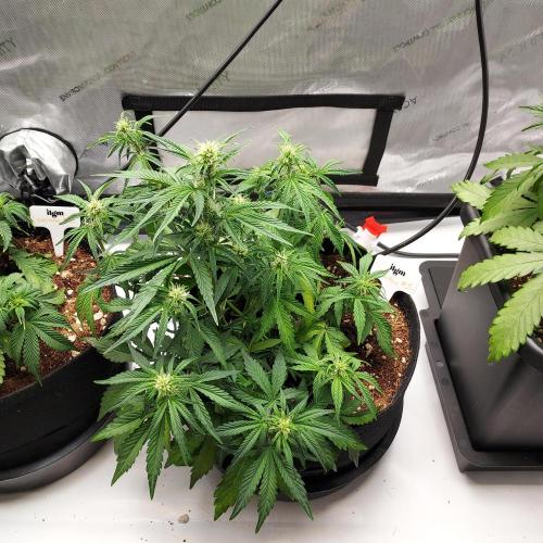 Zkittlez (#1) Auto - Taste the Rainbow. Week 5 - Week 5 - Day 35: Strong