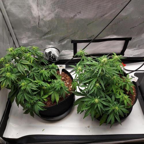 Zkittlez (#1) Auto - Taste the Rainbow. Week 5 - Week 5 - Day 35: Side by Side, Recovery