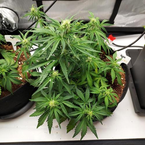 Zkittlez (#1) Auto - Taste the Rainbow. Week 5 - Week 5 - Day 35: Buds popping