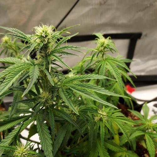 Zkittlez (#1) Auto - Taste the Rainbow. Week 5