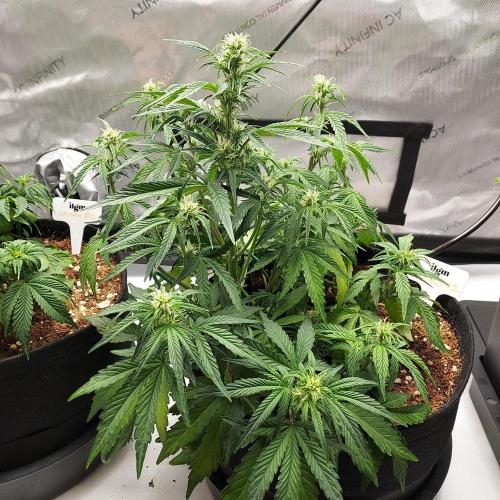 Zkittlez (#1) Auto - Taste the Rainbow. Week 5