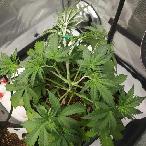 CBG Relief Auto - Pain Relief Hope!. Week 4 - Week 4 - Day 28: LST Begins, Going Light