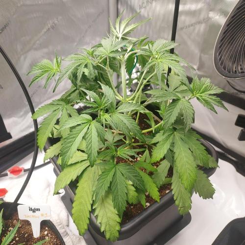 CBG Relief Auto - Pain Relief Hope!. Week 4 - Week 4 - Day 28: LST Begins, Going Light