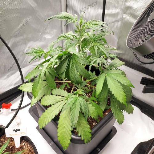 CBG Relief Auto - Pain Relief Hope!. Week 4 - Week 3 - Day 27 Light Defoliation