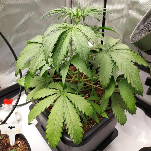 CBG Relief Auto. Week 4