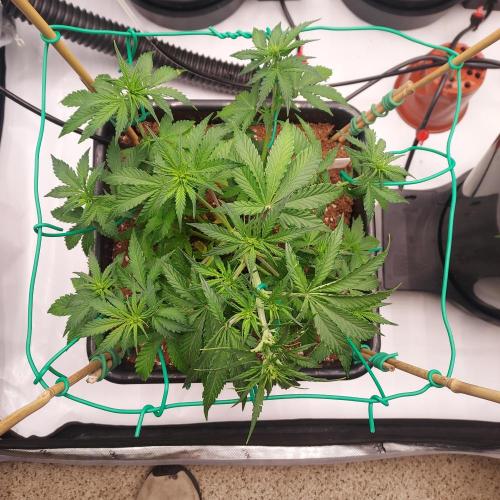 Round #2: Critical Mass CBD Auto. Week 4 - Week 5 - Day 29 - Slow Training the Main Stem