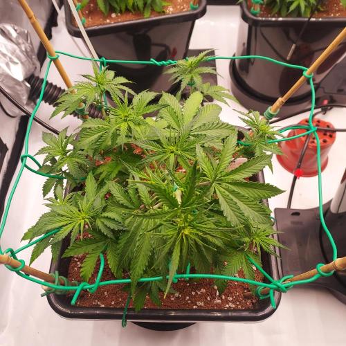 Round #2: Critical Mass CBD Auto. Week 4 - Week 5 - Day 29 - Took to training very nice!