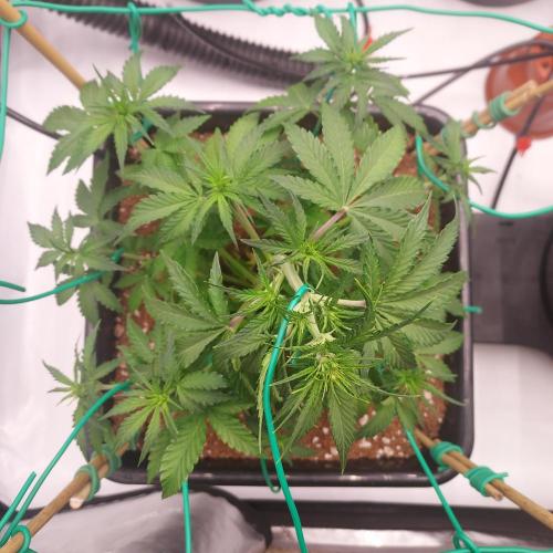 Round #2: Critical Mass CBD Auto. Week 4 - Week 5 - Day 29 - Slow Training the Main Stem