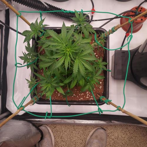 Round #2: Critical Mass CBD Auto. Week 4 - Week 4 - Day 28 - First real Training