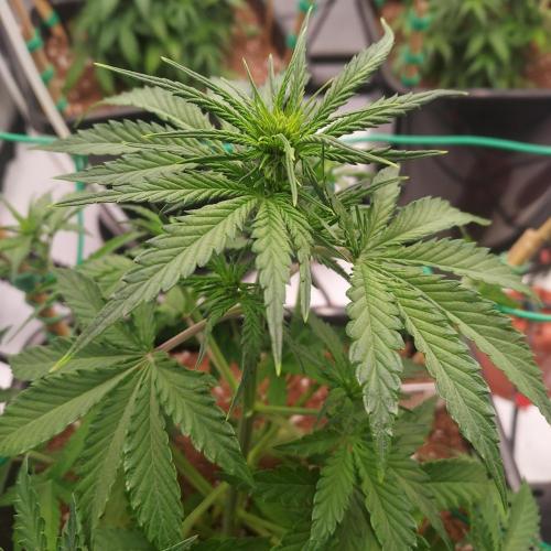 Round #2: Critical Mass CBD Auto. Week 4 - Week 4 - Day 28 - First real Training