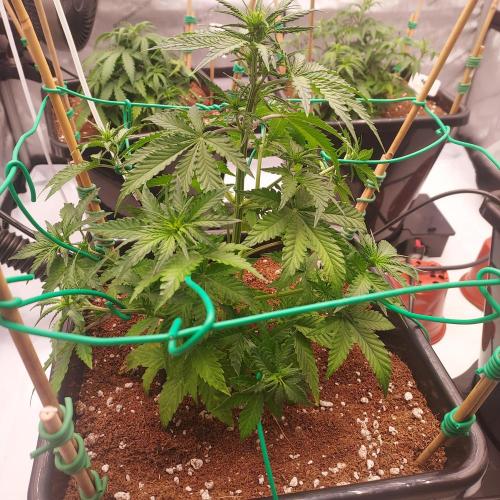 Round #2: Critical Mass CBD Auto. Week 4 - Week 4 - Day 28 - First real Training