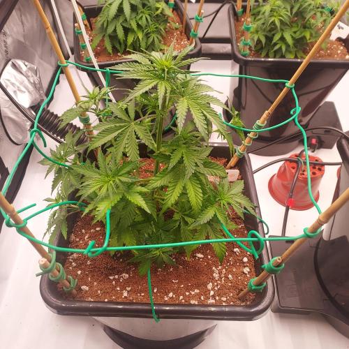 Round #2: Critical Mass CBD Auto. Week 4 - Week 4 - Day 28 - First real Training