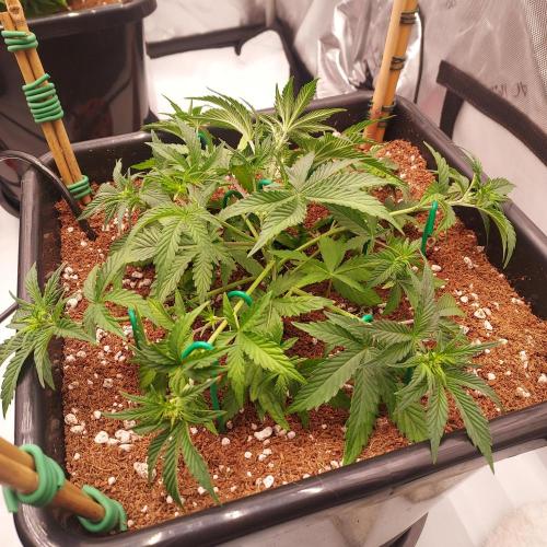 Gelato 41 BX Auto. Week 4 - Week 5 - Day 29 - Trained Her Out 