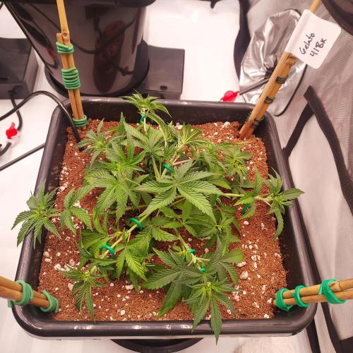 Gelato 41 BX Auto. Week 4 - Week 5 - Day 29 - Trained Her Out 