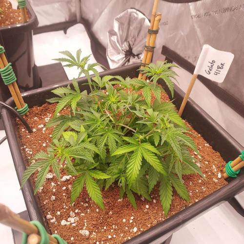 Gelato 41 BX Auto. Week 4 - Week 4 - Day 28 - Even Canopy Naturally Forming