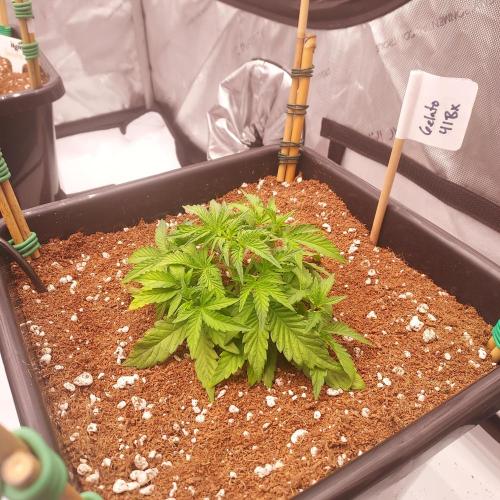 Gelato 41 BX Auto. Week 4 - Week 4 - Day 24 - Pre-Stretch