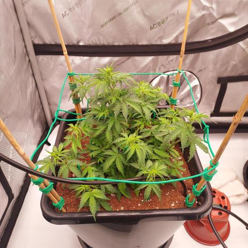 Gelato Auto - I'd Love A Scoop. Week 4