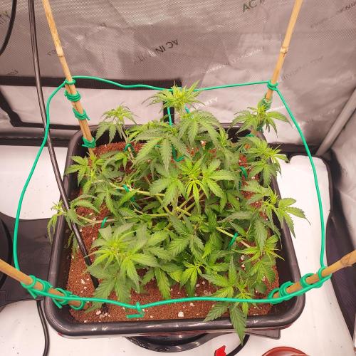 Gelato Auto - I'd Love A Scoop. Week 4 - Week 5 - Day 29 - Opened Up with LST
