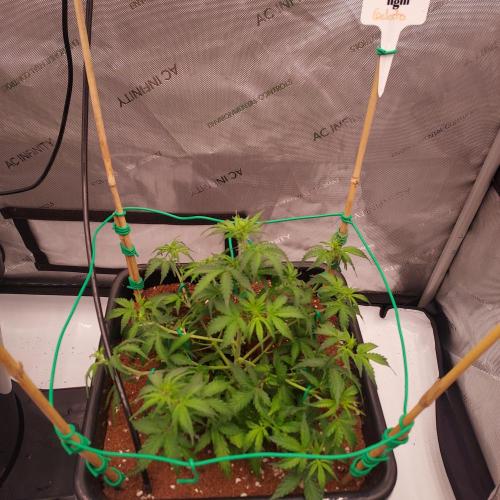 Gelato Auto - I'd Love A Scoop. Week 4 - Week 5 - Day 29 - Opened Up with LST