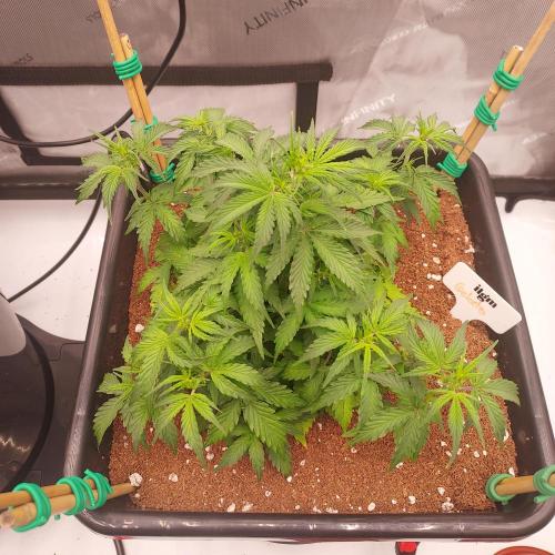 Gelato Auto - I'd Love A Scoop. Week 4 - Week 4 - Day 28 - Second Largest Stretch of the Tent