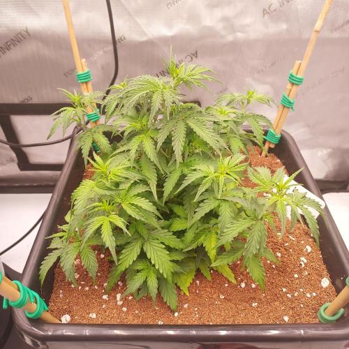 Gelato Auto - I'd Love A Scoop. Week 4 - Week 4 - Day 28 - Second Largest Stretch of the Tent