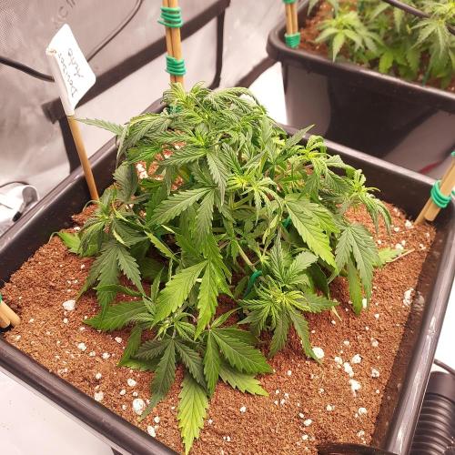 Dos-Si-Dos Auto - Round and Round. Week 4