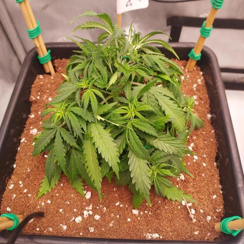 Dos-Si-Dos Auto - Round and Round. Week 4 - Week 5 - Day 29: Struggling a Bit, Chlorosis, Stress, Stalled
