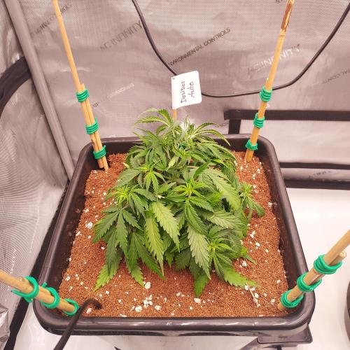 Dos-Si-Dos Auto - Round and Round. Week 4 - Week 5 - Day 29: Struggling a Bit, Chlorosis, Stress, Stalled