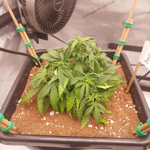 Dos-Si-Dos Auto - Round and Round. Week 4 - Week 4 - Day 28: Struggling a Bit, Chlorosis, Stress, Stalled