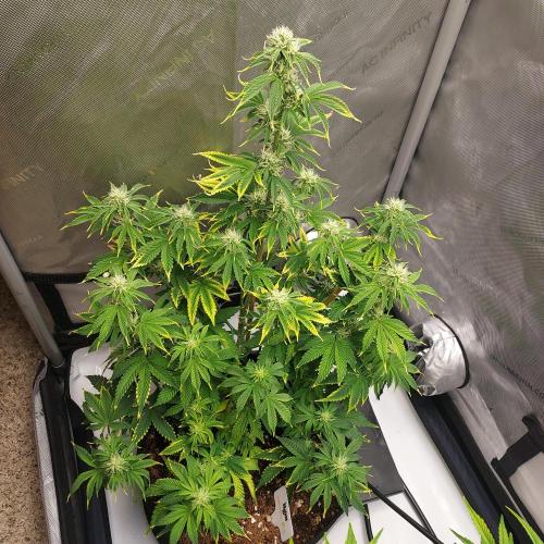 Zkittlez (#2) - Double the Rainbow. Week 6 - Week 7 - Day 43