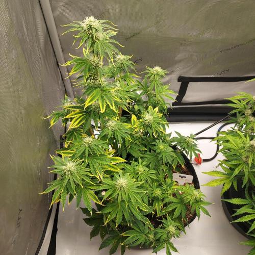 Zkittlez (#2) - Double the Rainbow. Week 6 - Week 7 - Day 43