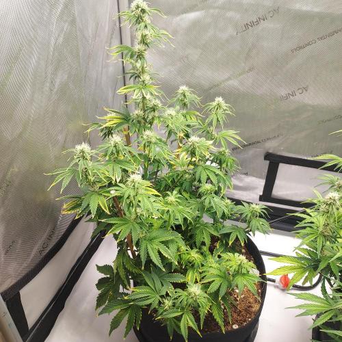 Zkittlez (#2) - Double the Rainbow. Week 6 - Week 7 - Day 43