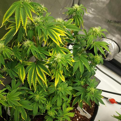 Zkittlez (#2) - Double the Rainbow. Week 6 - Week 6 - Day 40