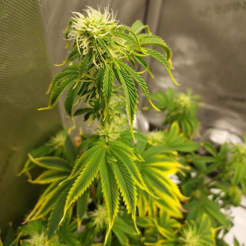 Zkittlez (#2) - Double the Rainbow. Week 6 - Week 6 - Day 40