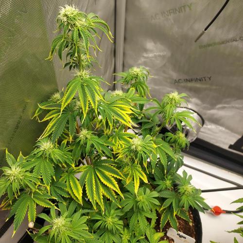 Zkittlez (#2) - Double the Rainbow. Week 6 - Week 6 - Day 40