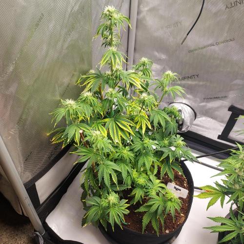 Zkittlez (#2) - Double the Rainbow. Week 6 - Week 6 - Day 40