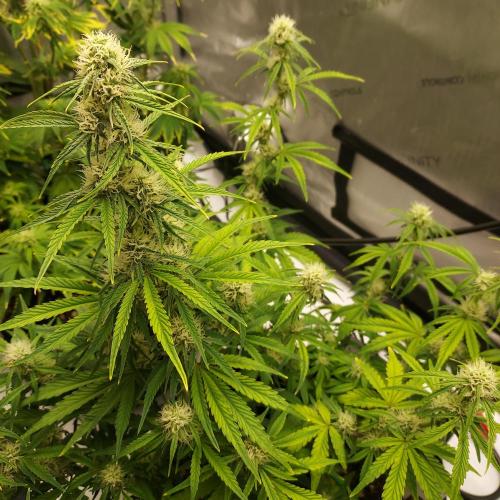 Zkittlez (#1) Auto - Taste the Rainbow. Week 6 - Week 7 - Day 43 - I Want Her Thick!