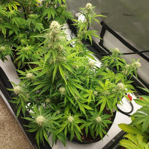 Zkittlez (#1) Auto - Taste the Rainbow. Week 6 - Week 7 - Day 43 - Happy Color!