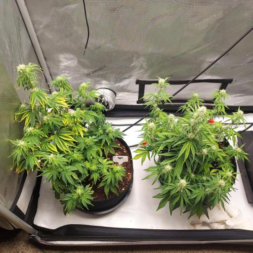 Zkittlez (#1) Auto - Taste the Rainbow. Week 6 - Week 6 - Day 40 - Side by Side, Looking Solid 
