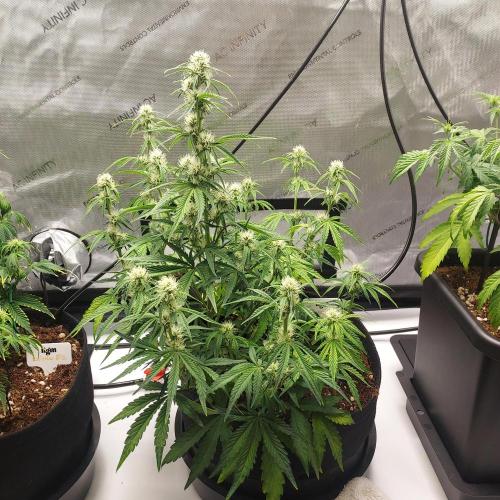 Zkittlez (#1) Auto - Taste the Rainbow. Week 6 - Week - Day 40 - Tall and Lenky
