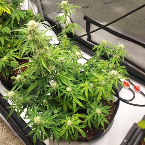 Zkittlez (#1) Auto - Taste the Rainbow. Week 6 - Week - Day 40 - The Strong Gal 