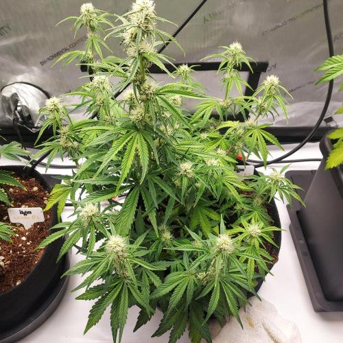 Zkittlez (#1) Auto - Taste the Rainbow. Week 6 - Week - Day 40 