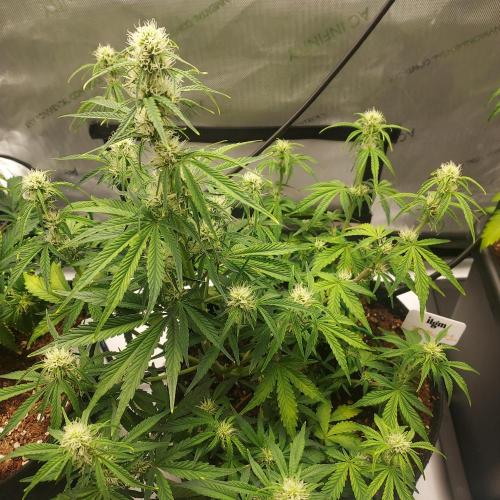 Zkittlez (#1) Auto - Taste the Rainbow. Week 6 - Week - Day 38